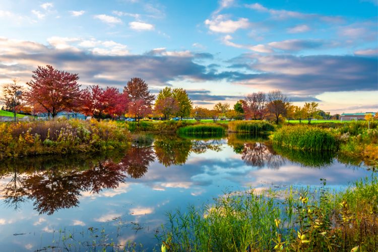A pond during the fall surrounded by trees